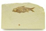 Detailed Fossil Fish (Knightia) - Wyoming #333861-1